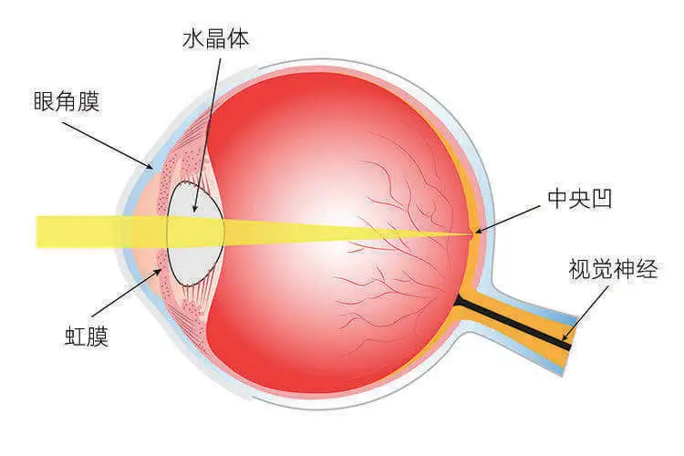 聚焦视野：除了中央凹，外围就是边界视觉，在边界视觉里人眼看不清图像